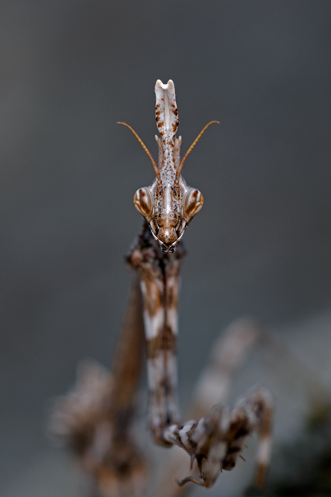 Report Empusa pennata, Conehead mantis, mantide religiosa